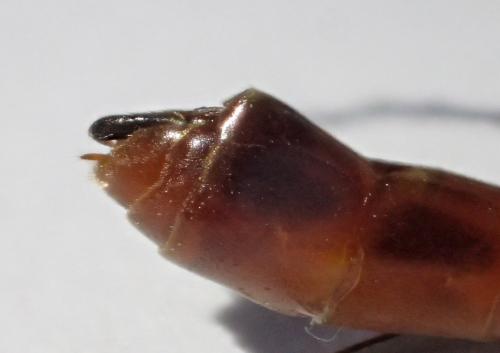 Réf. 256 847 : Ophion sp.